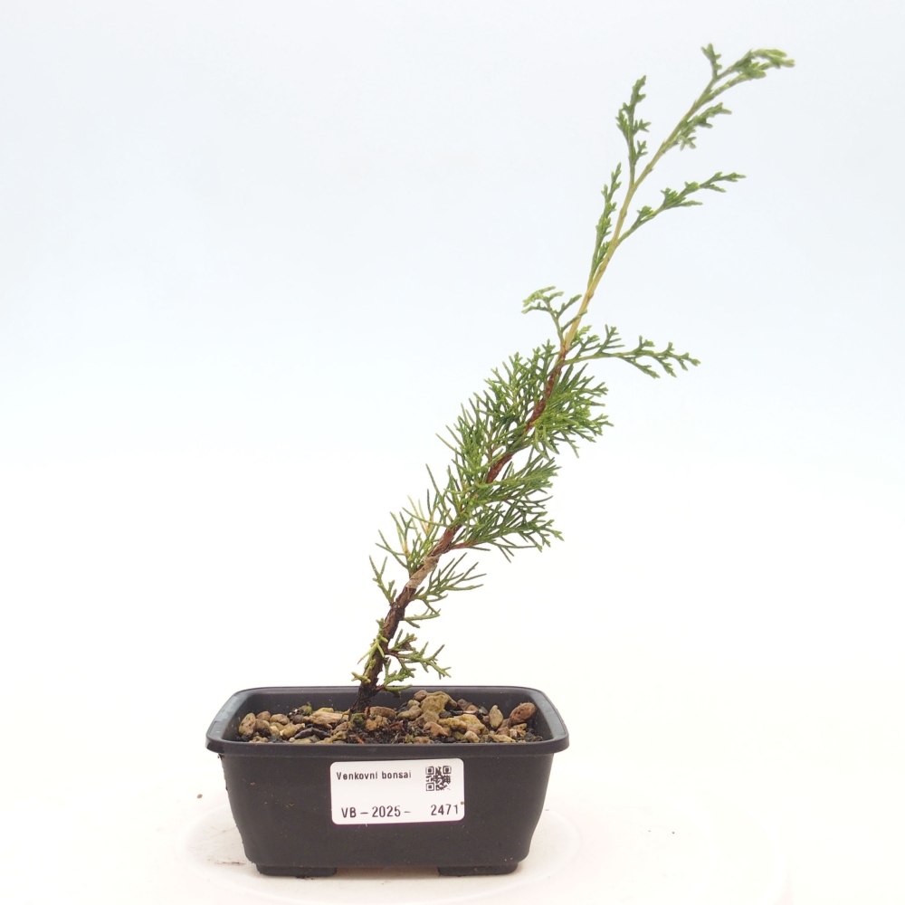 Bonsai für draußen - Juniperus chinensis Itoigawa