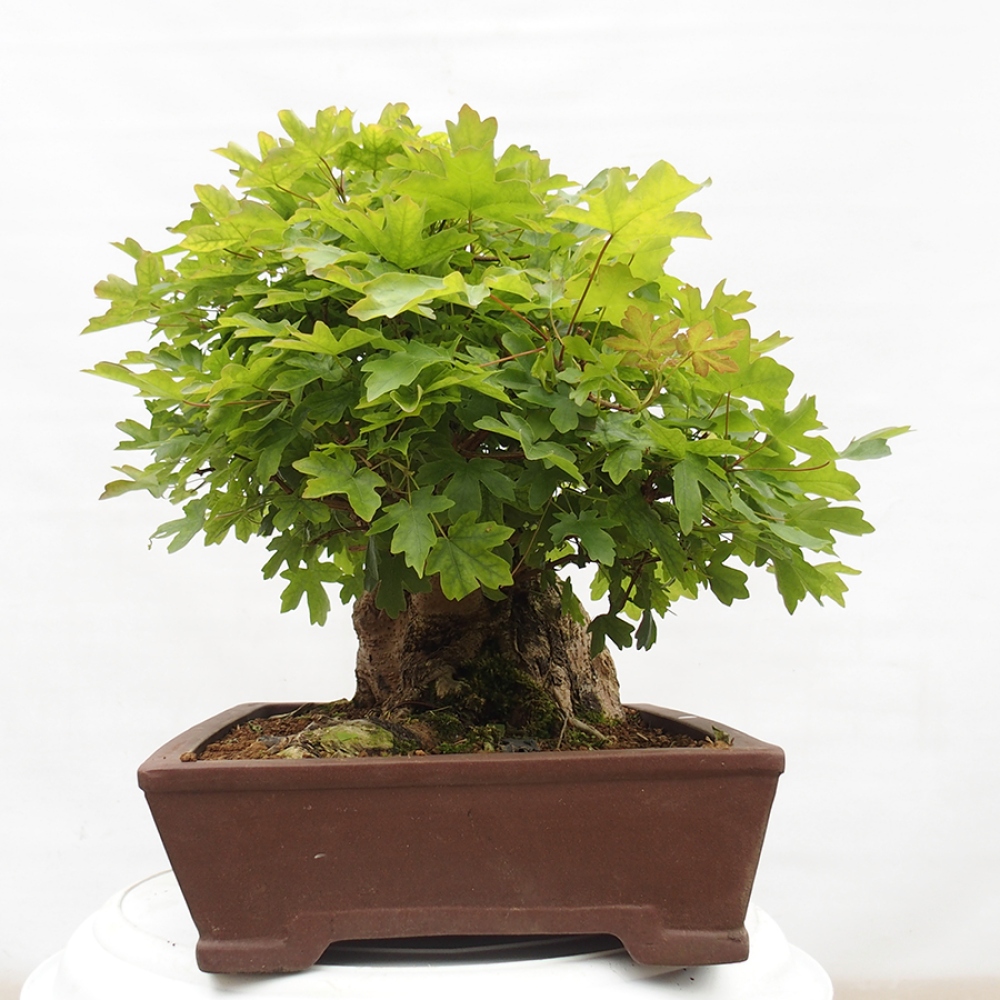 Bonsai für draußen -Javor babyka - Acer campestre