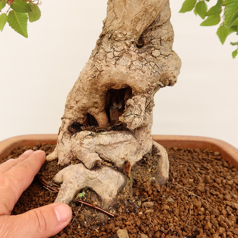 Bonsai für draußen - Karpinus Coreana - Koreanische Hainbuche