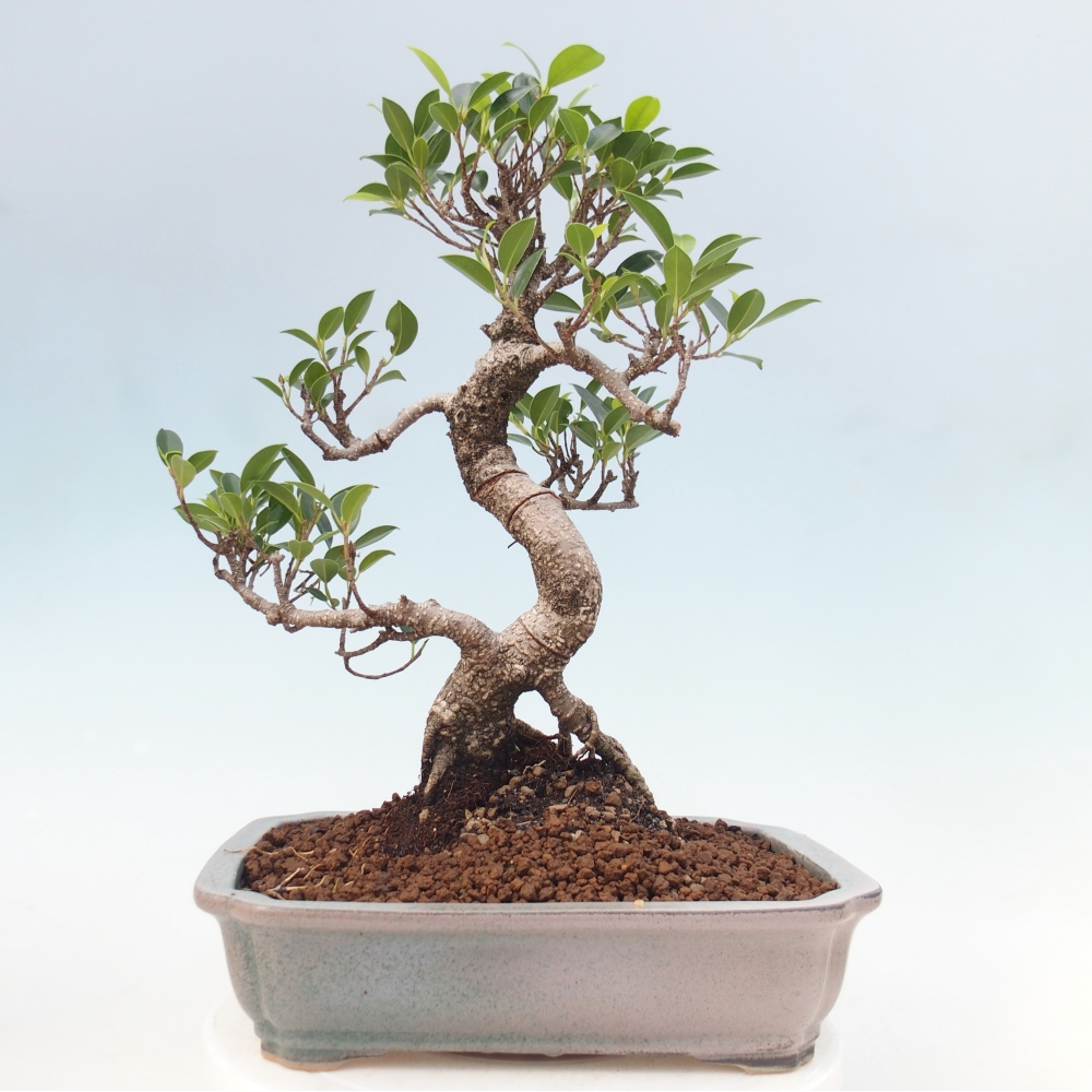 Zimmerbonsai - Ficus kimmen - Kleinblättriger Ficus
