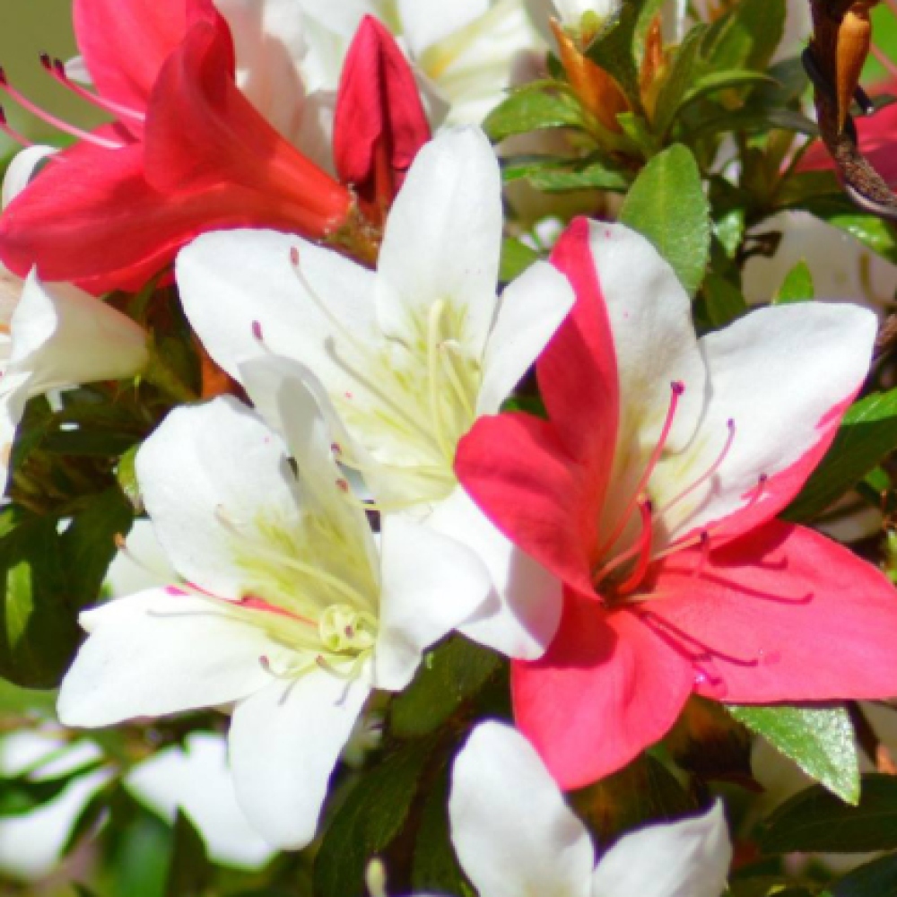 Bonsai für draußen - Japanische Azalee - Azalee CHIHIRO