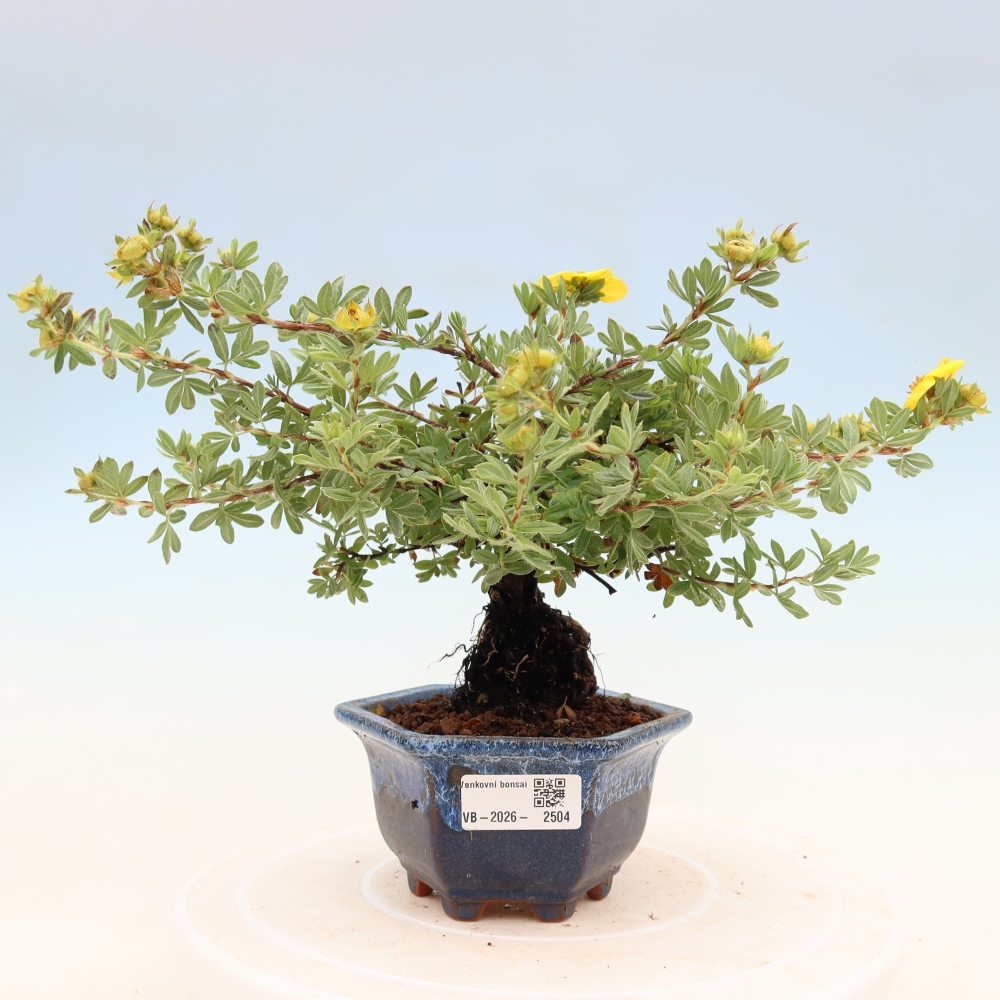 Bonsai für draußen - Potentila fruticosa