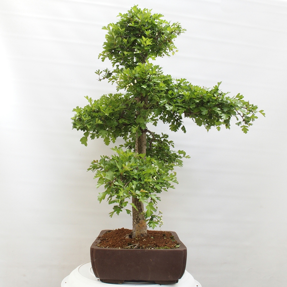 Bonsai für draußen - Weißdorn - Crataegus monogyna