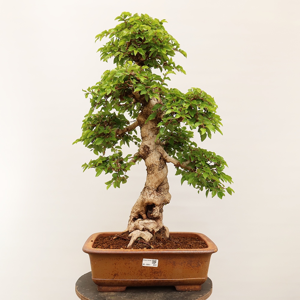 Bonsai für draußen - Karpinus Coreana - Koreanische Hainbuche