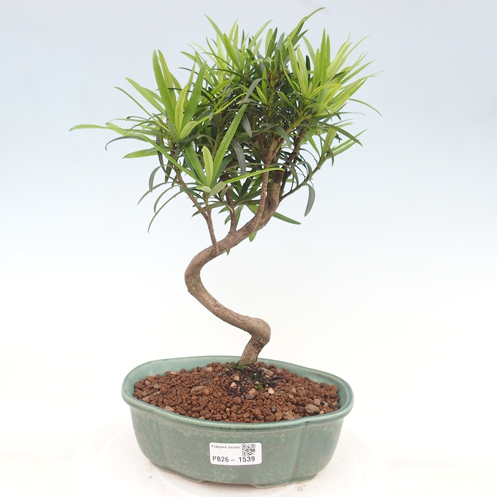 Zimmerbonsai - Podocarpus - Stein-Eibe