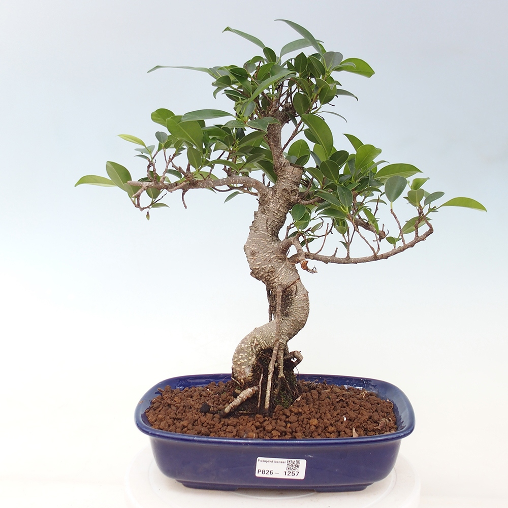 Zimmerbonsai - Ficus kimmen - Kleinblättriger Ficus