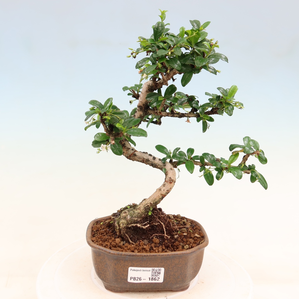 Zimmer-Bonsai - Carmona macrophylla - Tee-Fuki