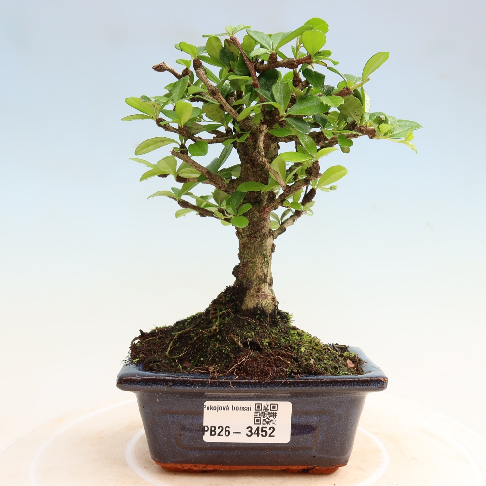 Zimmer-Bonsai - Carmona macrophylla - Tee-Fuki