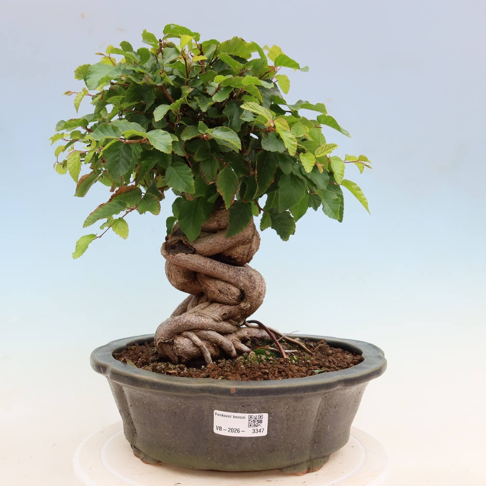 Bonsai für draußen - Karpinus Coreana - Koreanische Hainbuche