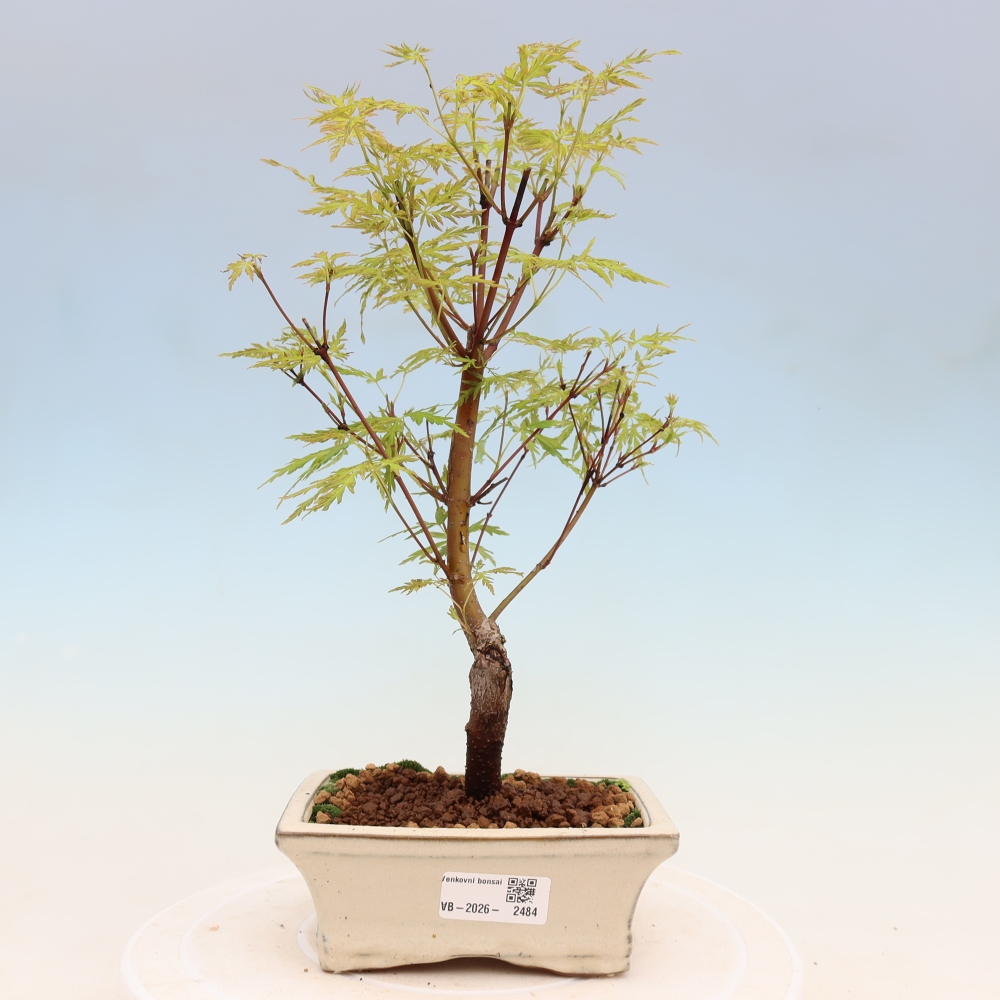 Bonsai für draußen - Acer palmatum Dissectum