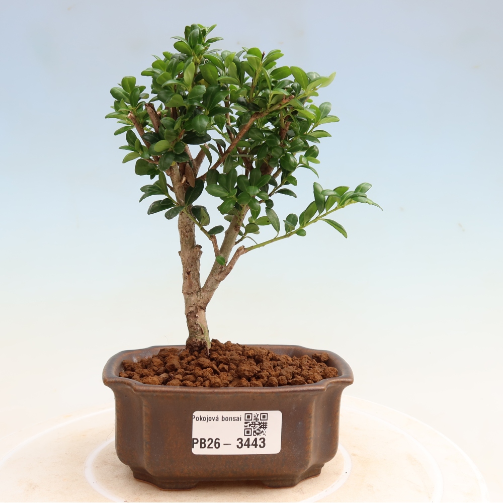 Zimmer Bonsai - Ilex crenata - Stechpalme