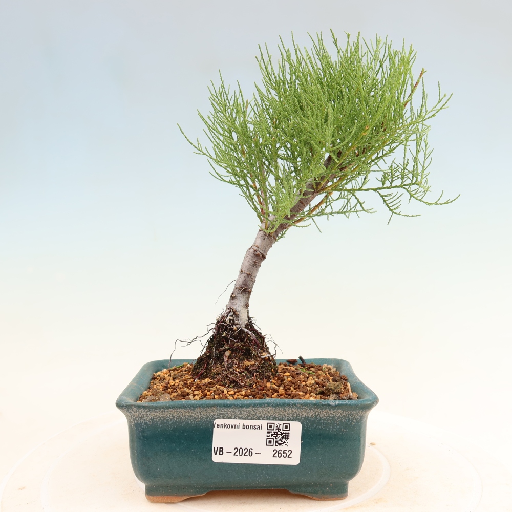 Bonsai für draußen - Tamariske - Tamarix