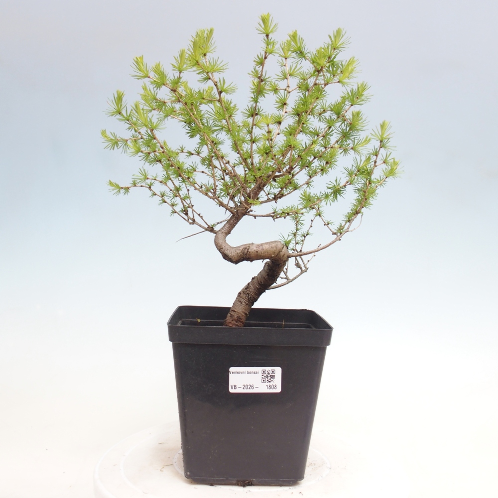 Bonsai für draußen -Larix decidua - Lärche