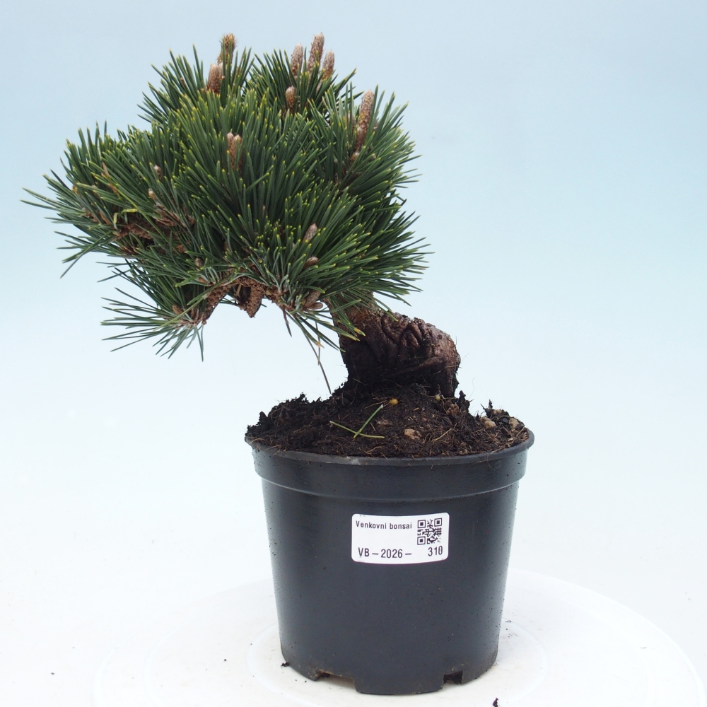 Bonsai für draußen - Pinus thunbergii senjyumaru - Thunberg-Kiefer