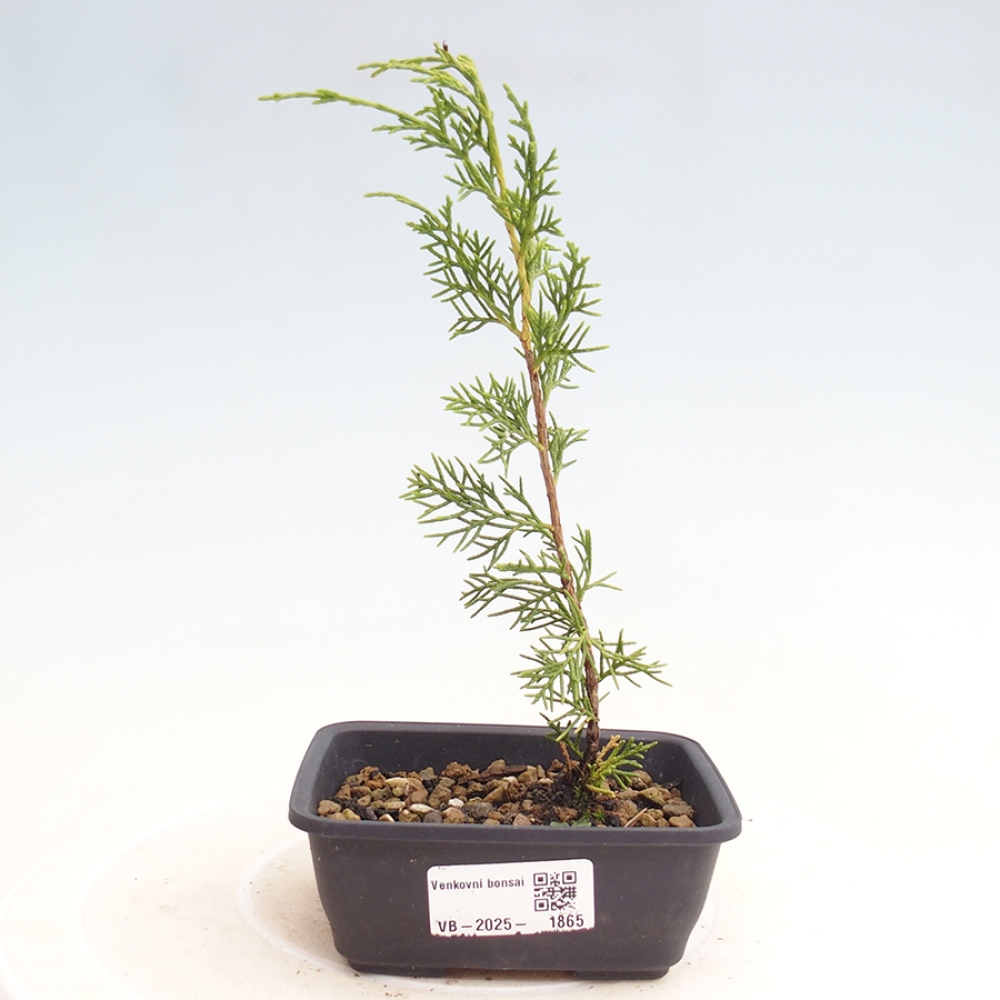 Bonsai für draußen - Juniperus chinensis Itoigawa