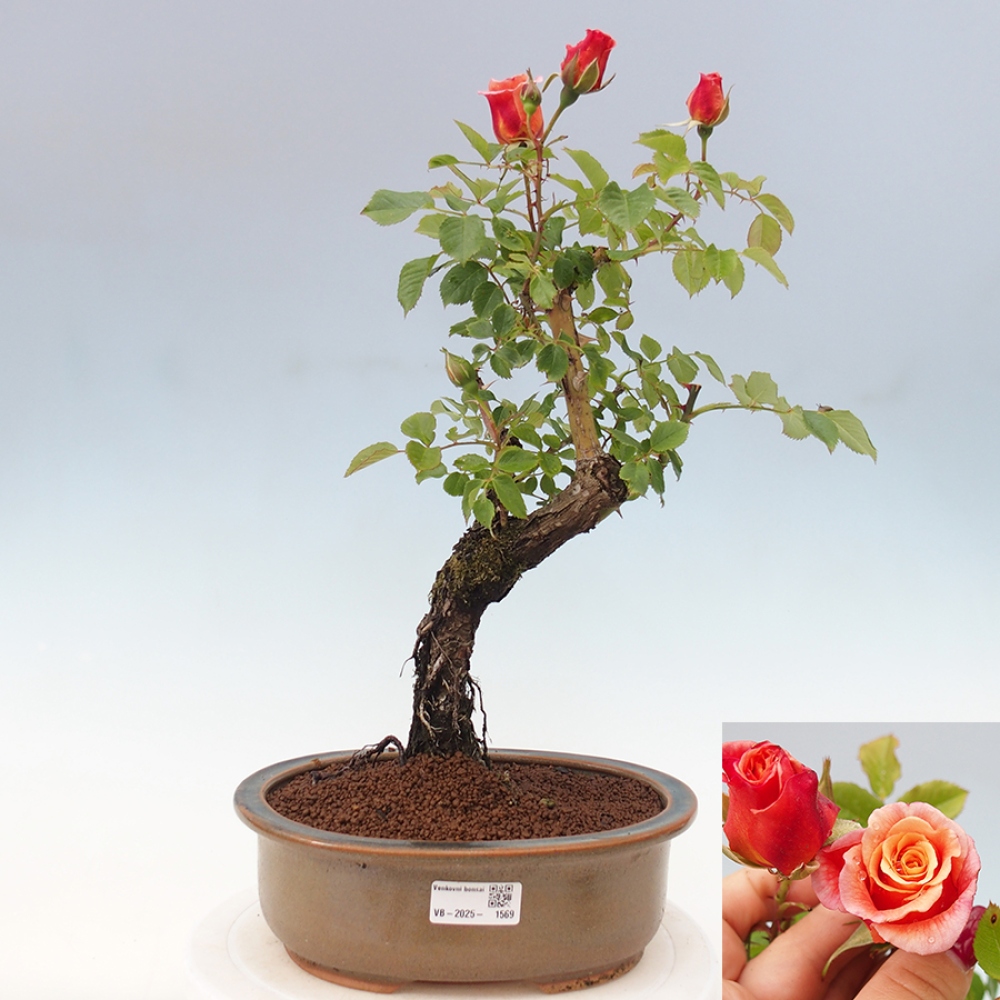 Bonsai für draußen - Rosa Kordes - Rose