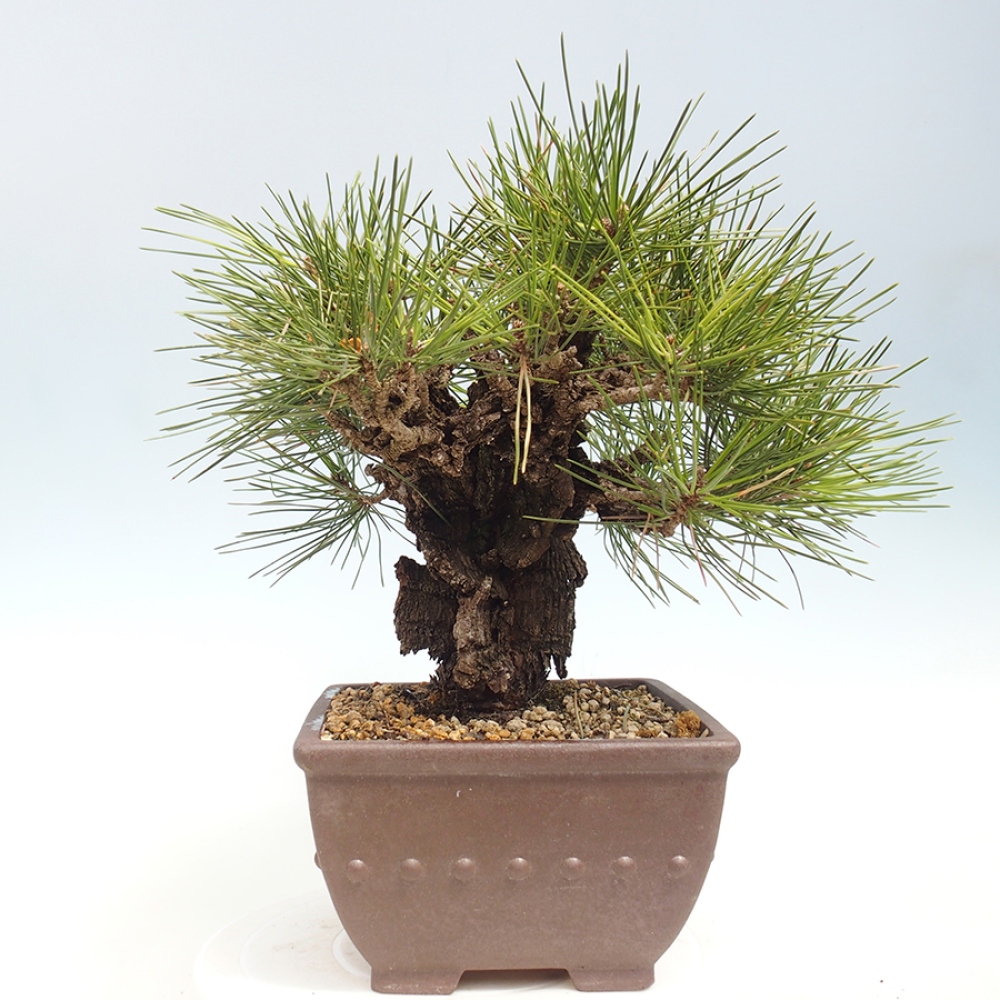 Bonsai für draußen - Pinus thunbergii - Thunberg-Kiefer