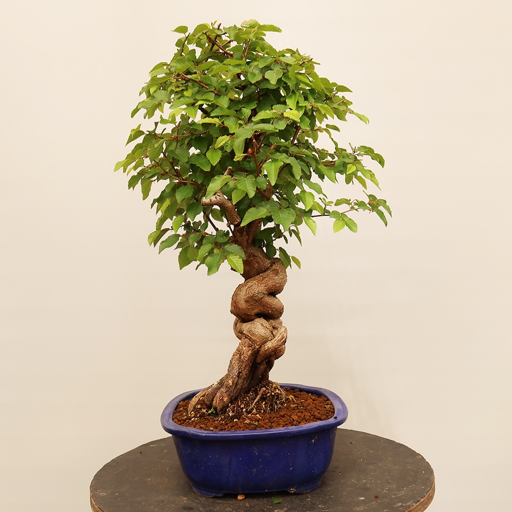 Bonsai für draußen - Karpinus Coreana - Koreanische Hainbuche