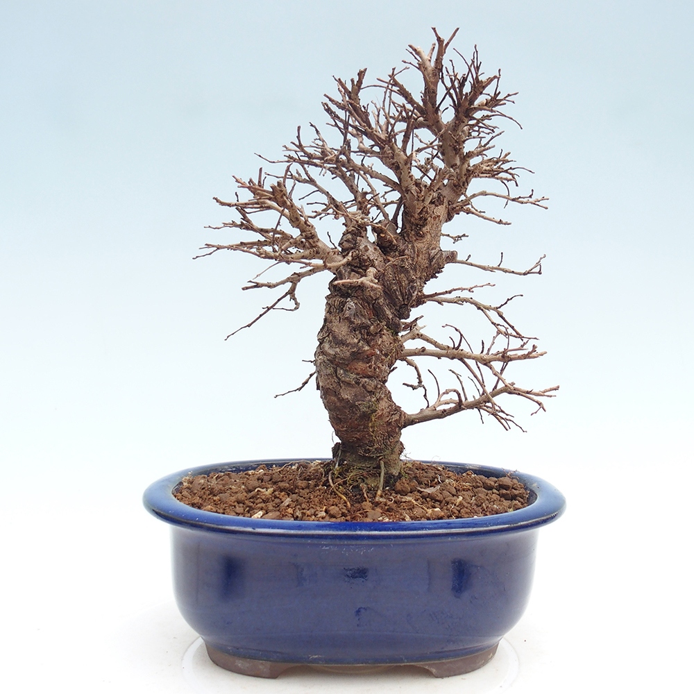 Bonsai für draußen - Zelkova - Zelkova NIRE
