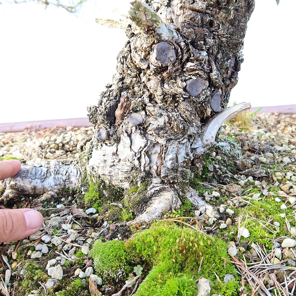 Pinus sylvestris Spanien – Waldkiefer