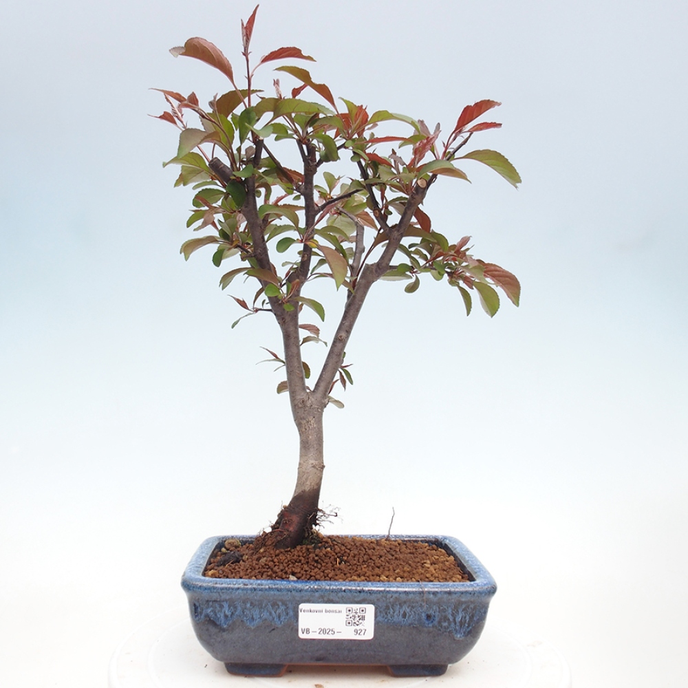 Outdoor-Bonsai -Malus domestica - Kleinfrüchtiger rotblättriger Apfelbaum