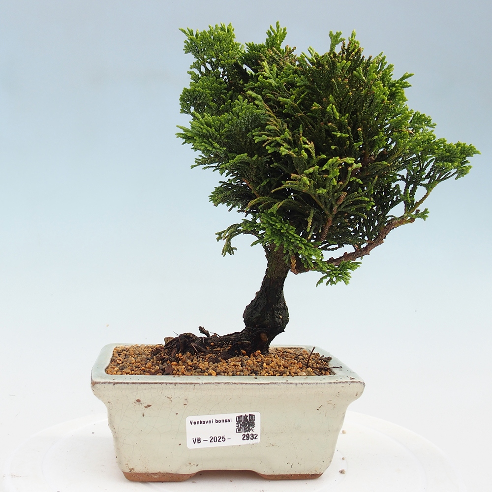 Bonsai für draußen - Cham.pis obtusa Nana Gracilis - Zypresse