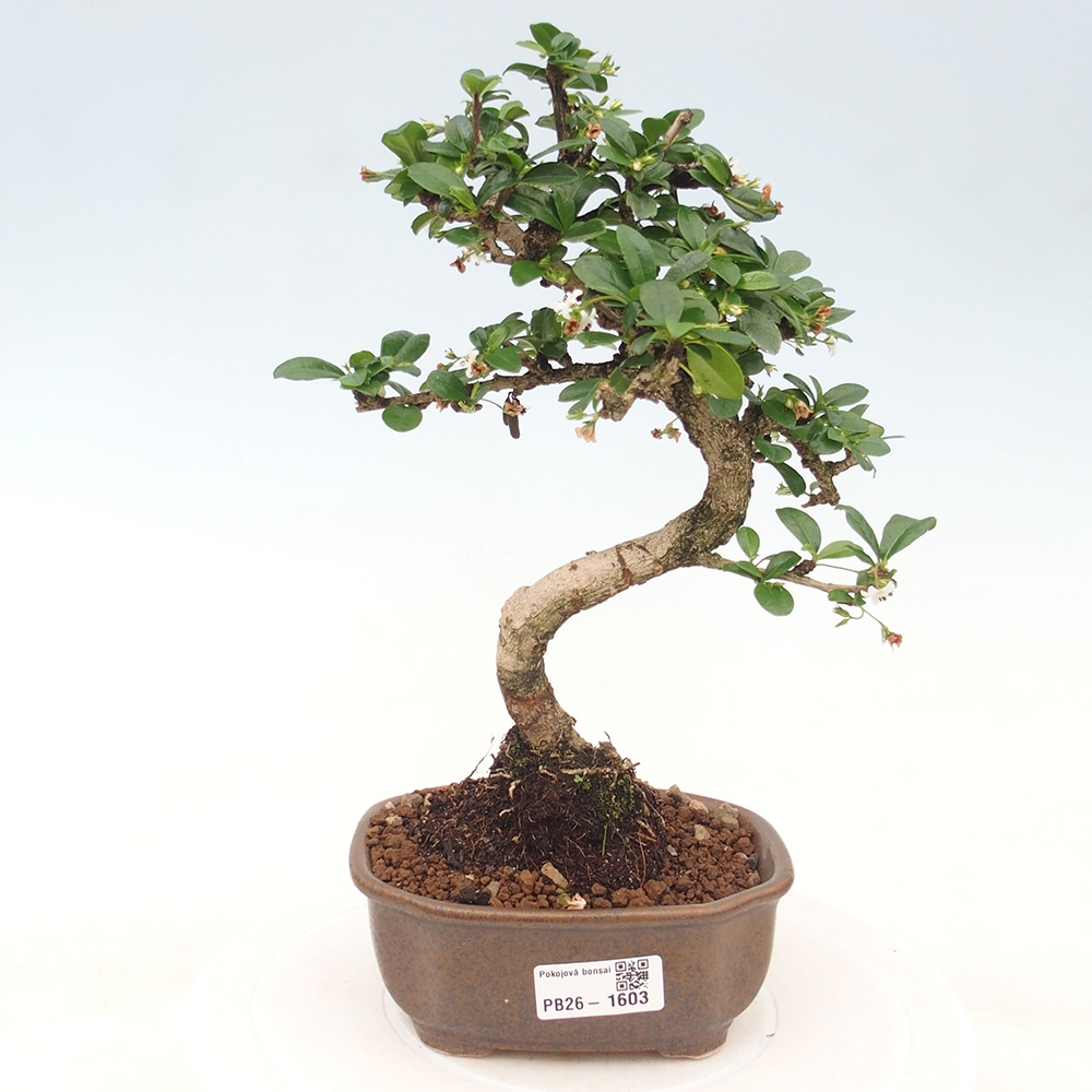Zimmer-Bonsai - Carmona macrophylla - Tee-Fuki