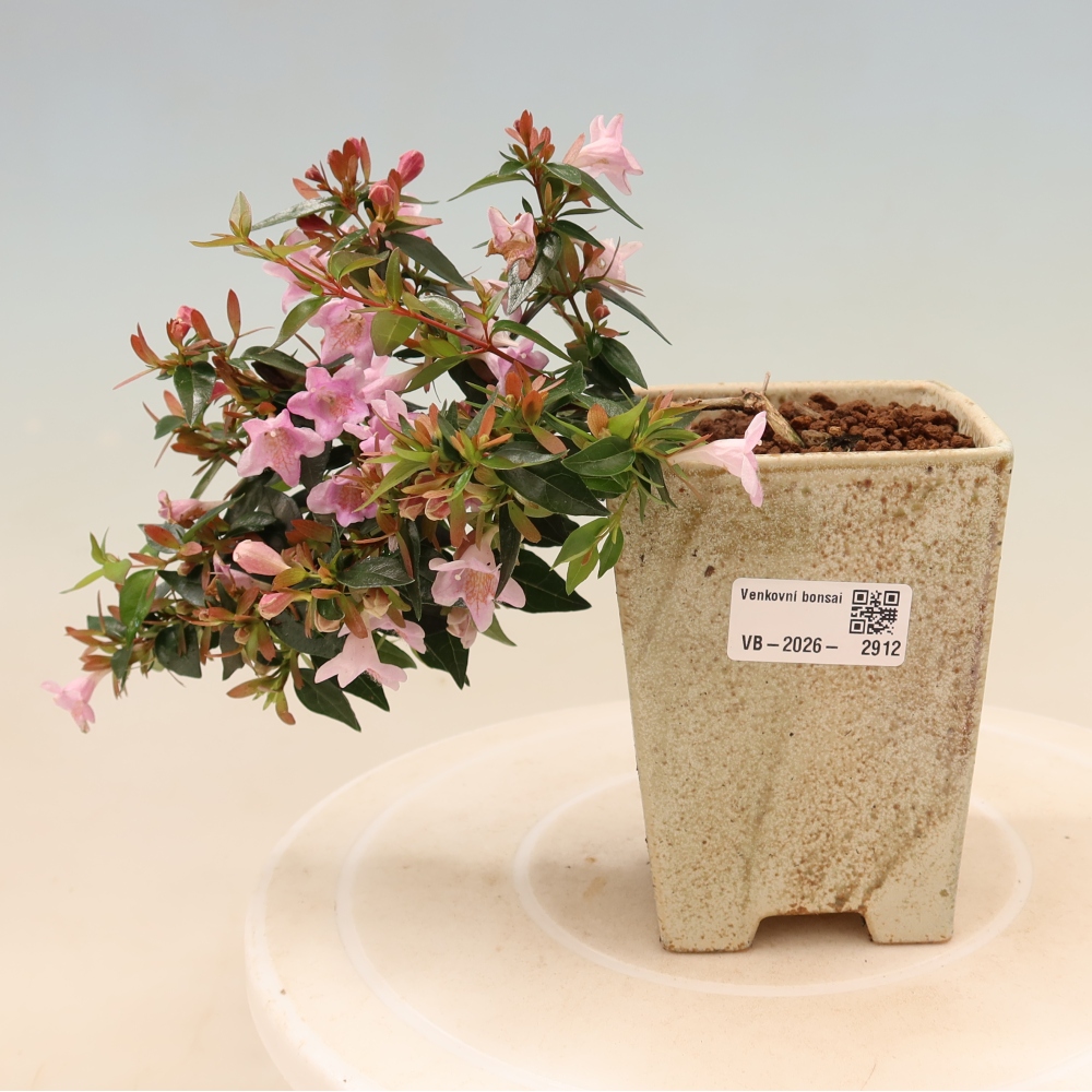 Bonsai für den Außenbereich – Abelia Edward Goucher – Großblumige Abelia