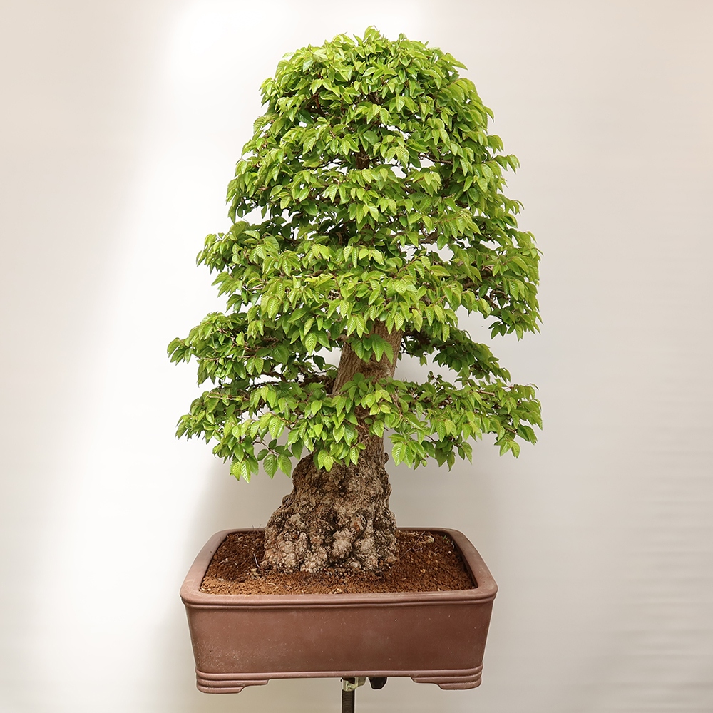 Bonsai für draußen - Karpinus Coreana - Koreanische Hainbuche