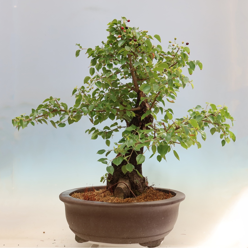 Bonsai für draußen - Mahalebka - Prunus mahaleb