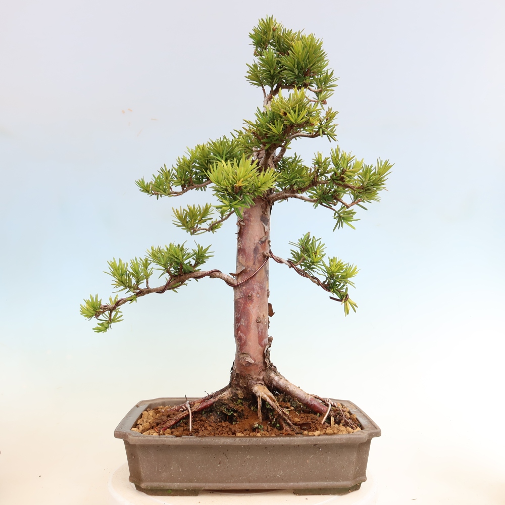Bonsai für draußen - Taxus cuspidata - Japanische Eibe