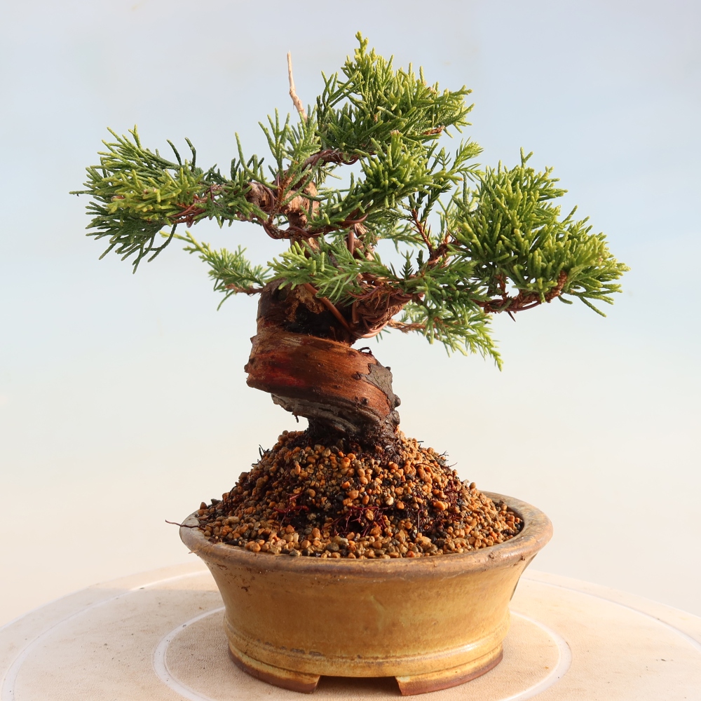 Bonsai für draußen - Juniperus chinensis Itoigawa
