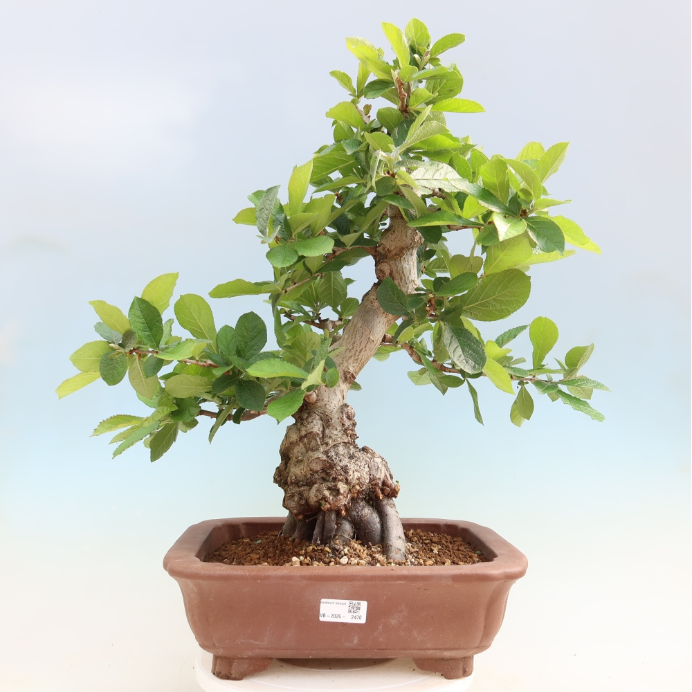 Bonsai für draußen - Photinia villosa