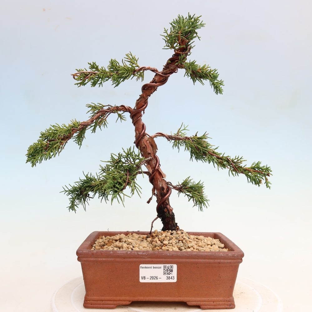 Bonsai für draußen - Juniperus chinensis Kishu
