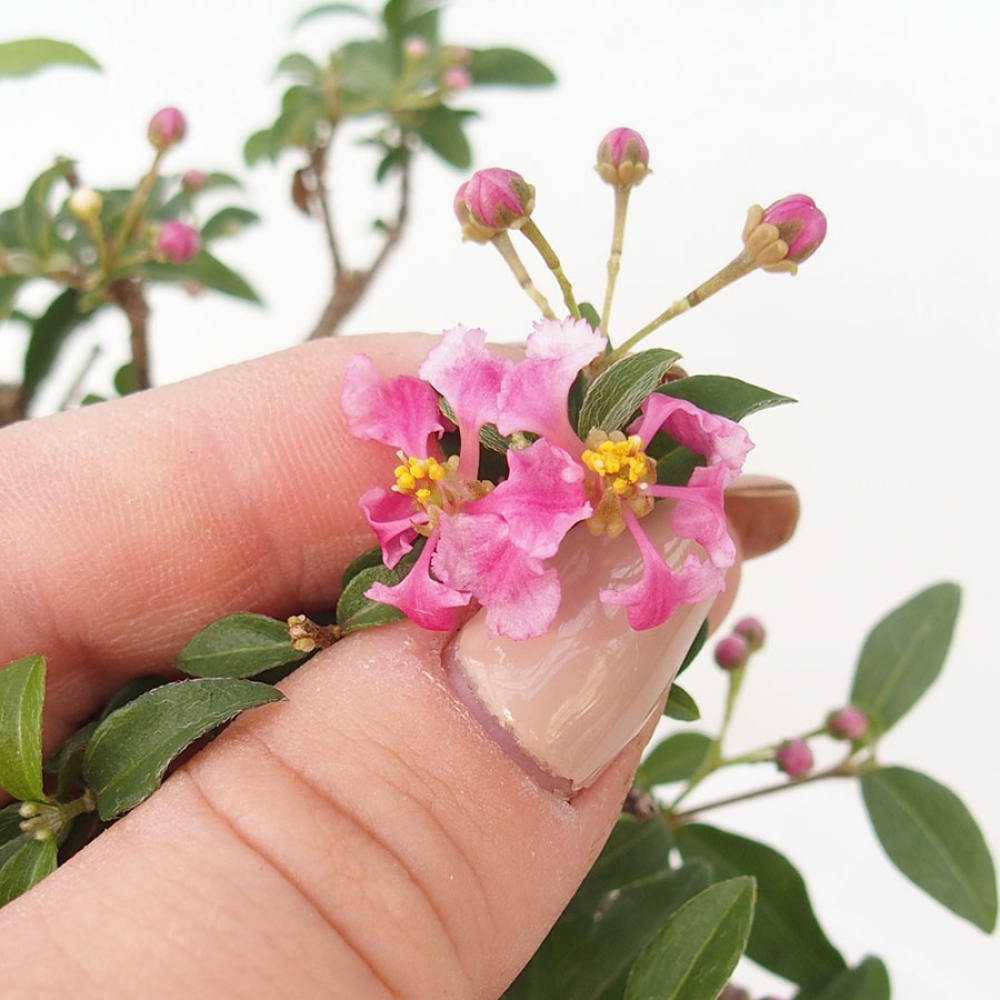 Zimmerbonsai – Barbados-Kirsche (Malpighia glabra) 