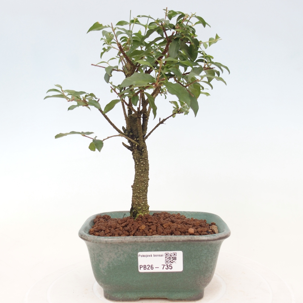 Zimmer Bonsai - Malpighia coccigera- Barbdor Kirsche