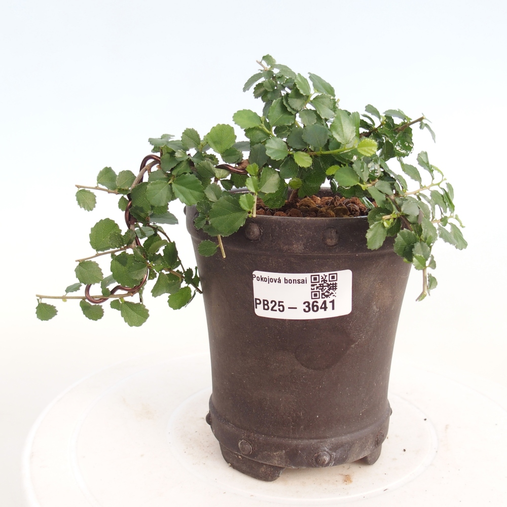 Zimmerbonsai - Grewia sp. - Grewia malafolia