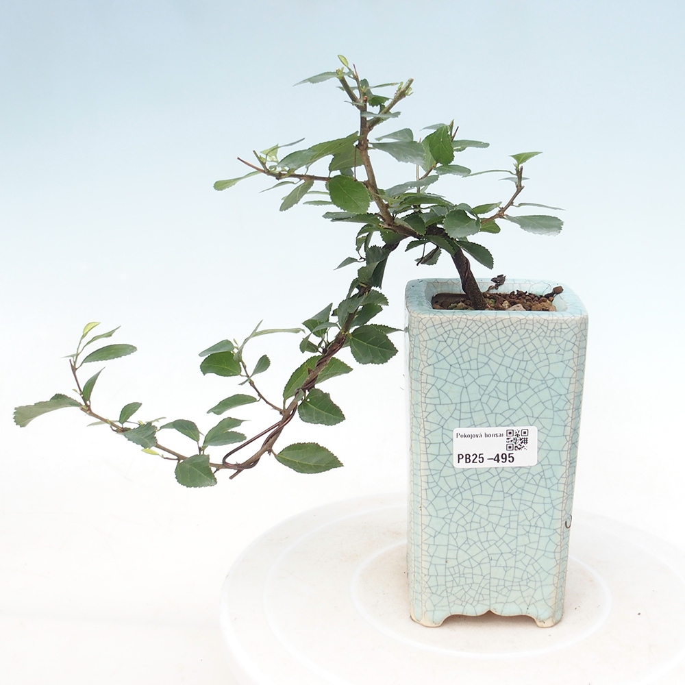 Zimmerbonsai - Grewia occidentalis - Lavendel Seestern