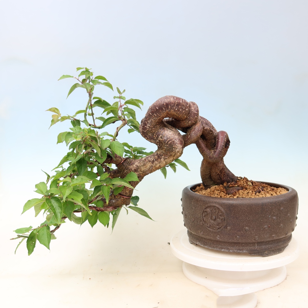 Bonsai für den Außenbereich – Japanischer Aprikosenbaum – Prunus Mume