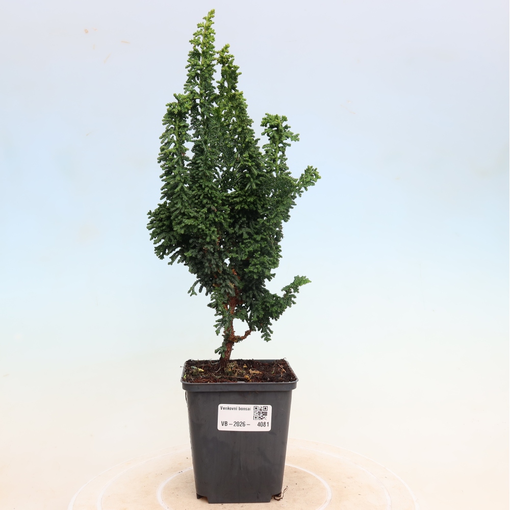 Bonsai für draußen - Cham. obtusa SEKKA HINOKI - Zypresse