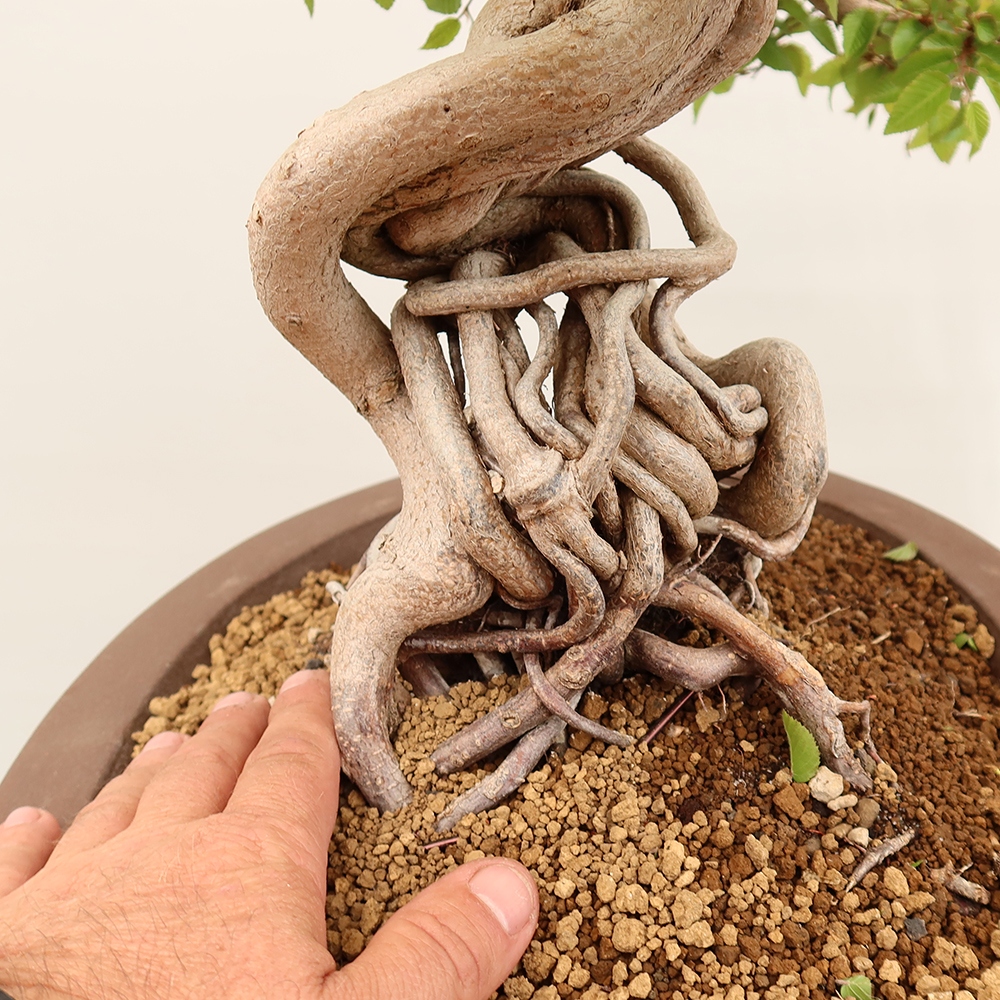 Bonsai für draußen - Karpinus Coreana - Koreanische Hainbuche