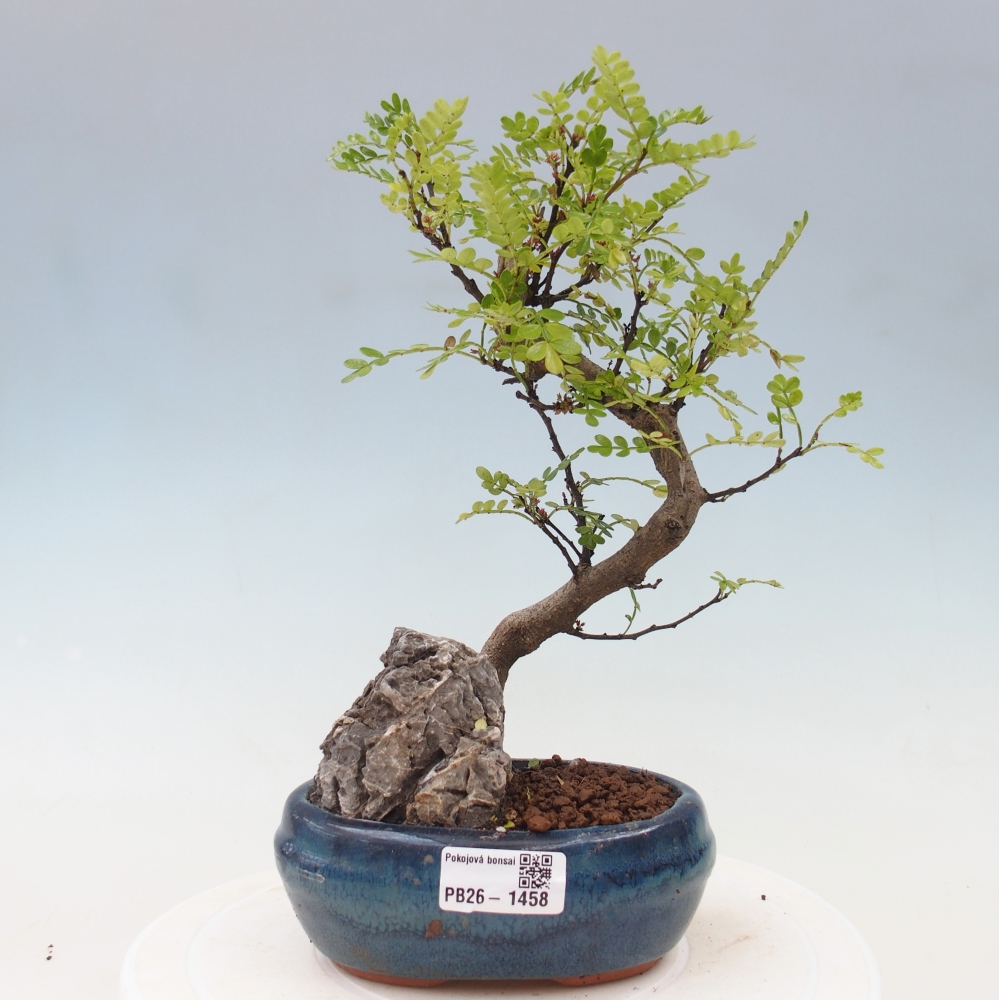 Zimmer Bonsai - Zantoxylum piperitum - Pfefferbaum