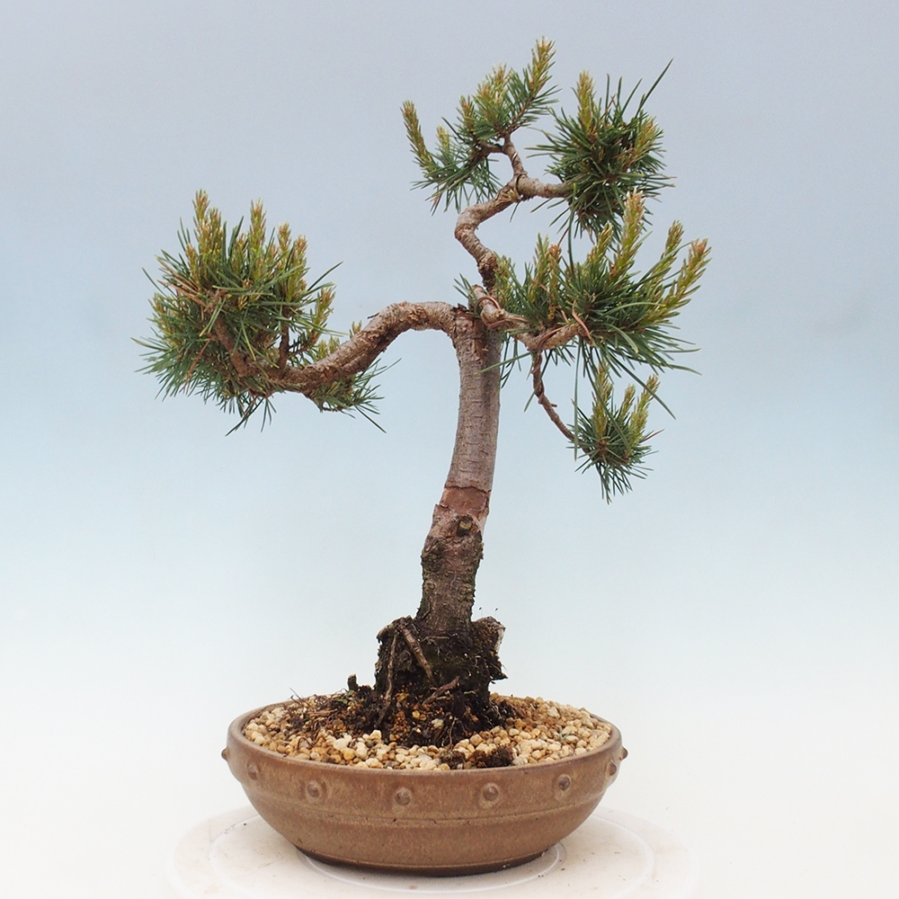 Bonsai für draußen - Pinus Sylvestris Watererri - Waldkiefer