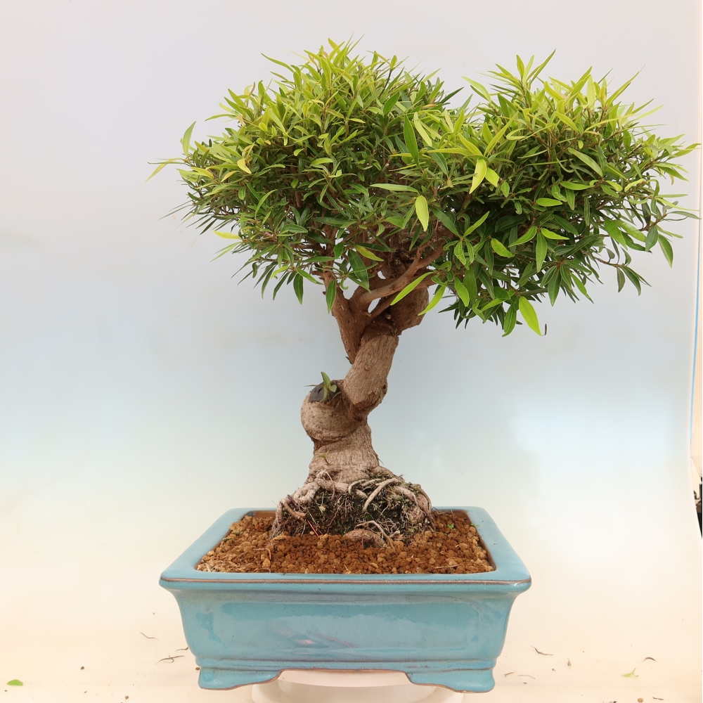 Zimmerbonsai - Ficus nerifolia - Kleinblättriger Ficus
