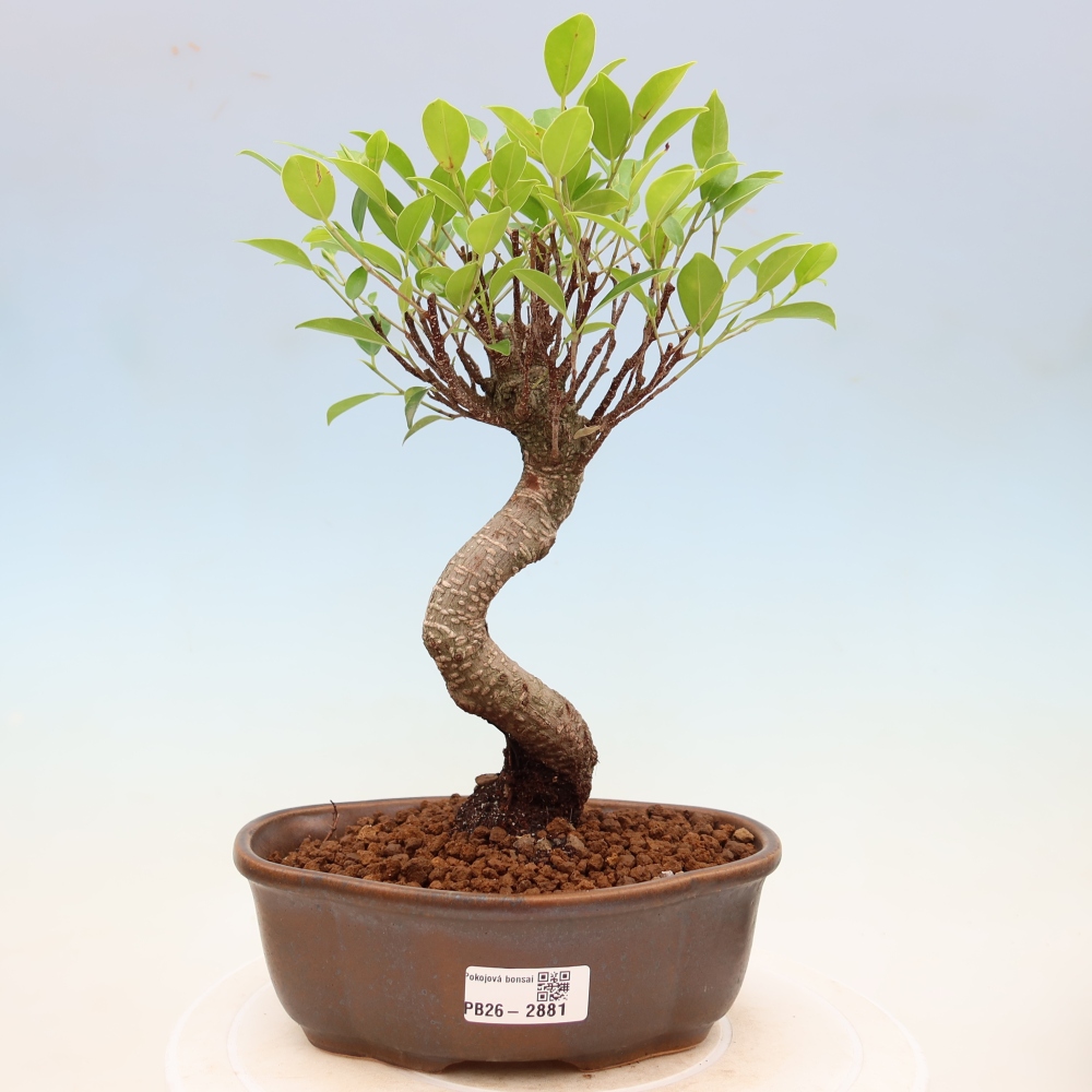 Zimmerbonsai - Ficus kimmen - Kleinblättriger Ficus