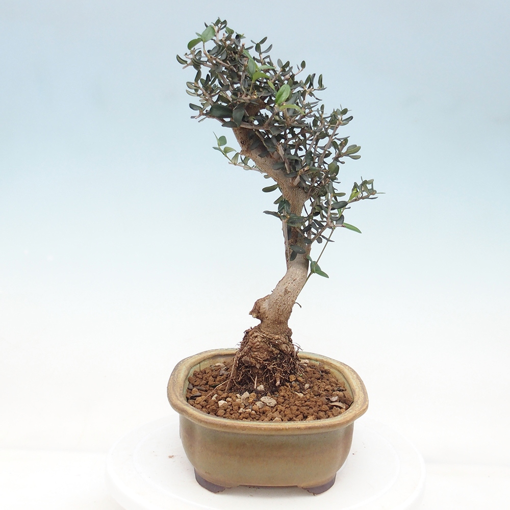 Zimmerbonsai - Olea europaea sylvestris