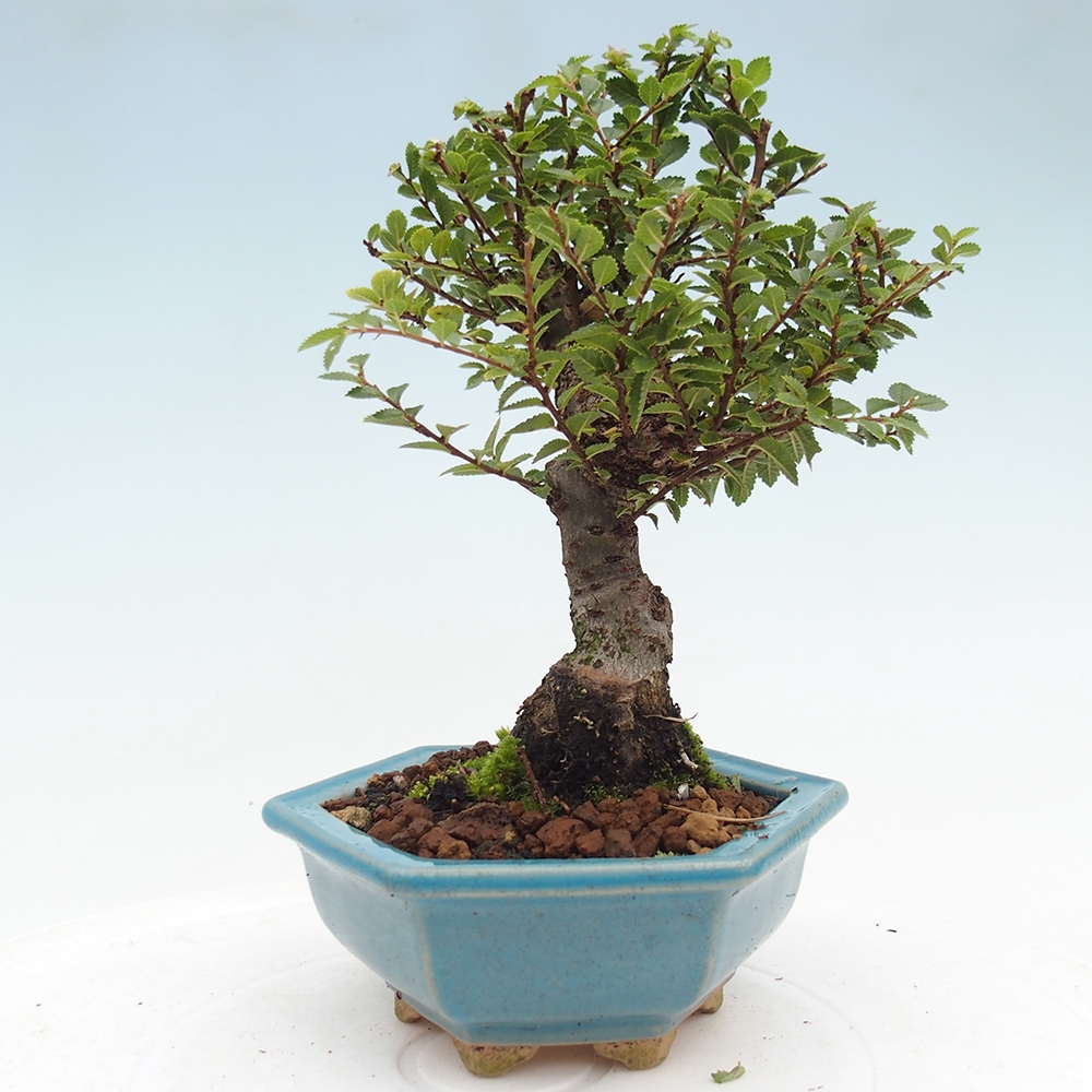 Bonsai für draußen - Ulmus parvifolia Hokkaido - Chinesische Ulme