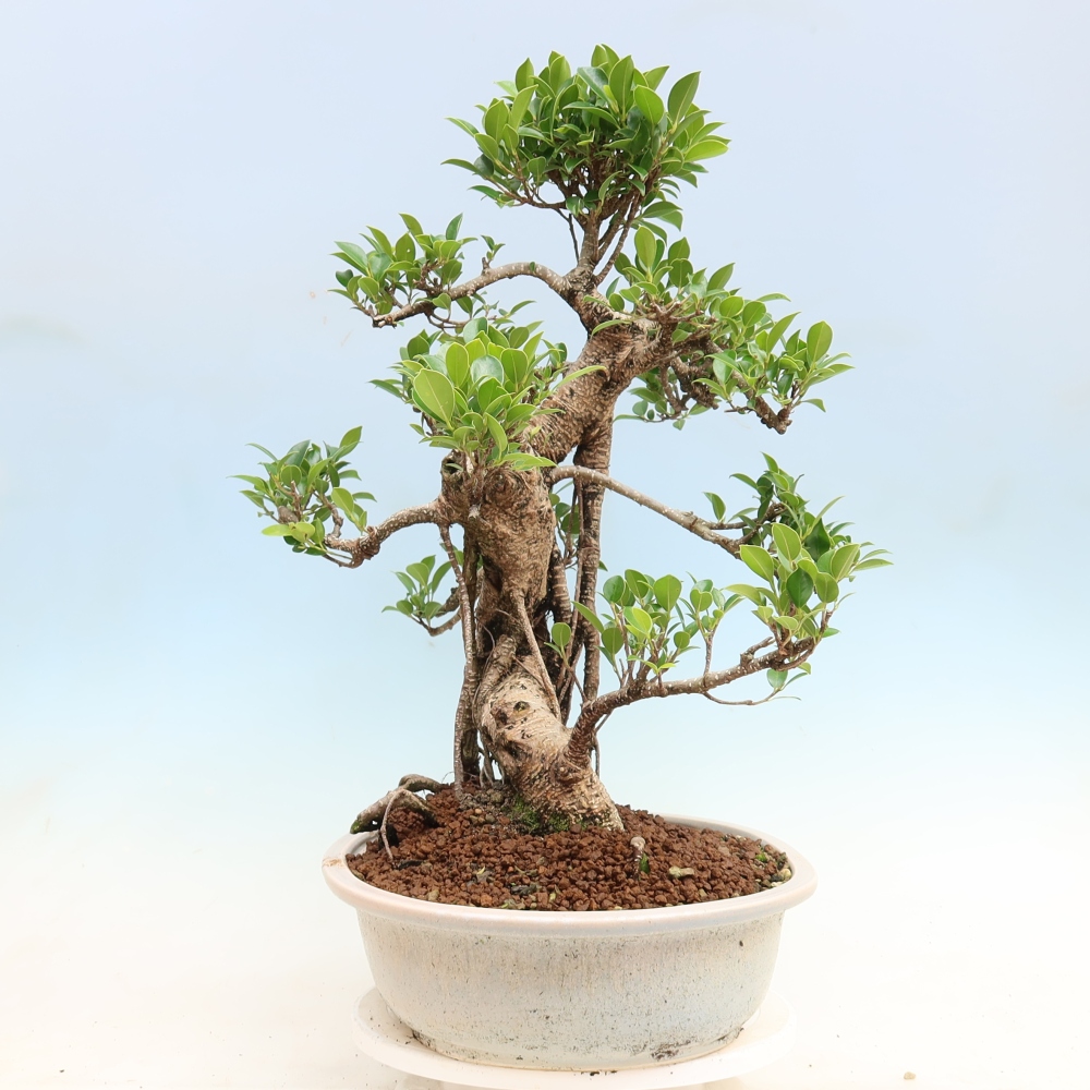Zimmerbonsai - Ficus kimmen - Kleinblättriger Ficus