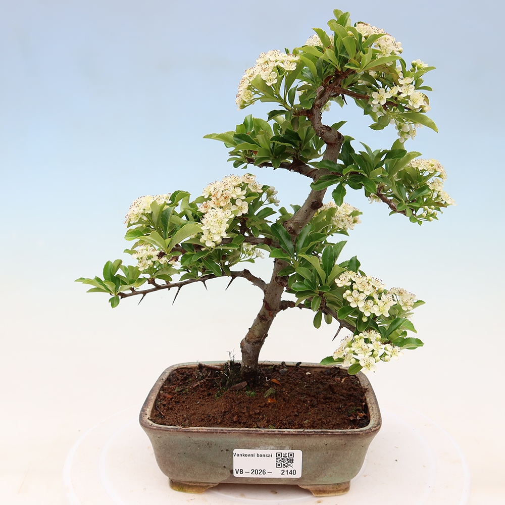 Bonsai für den Außenbereich – Pyracantha teton – Feuerdorn