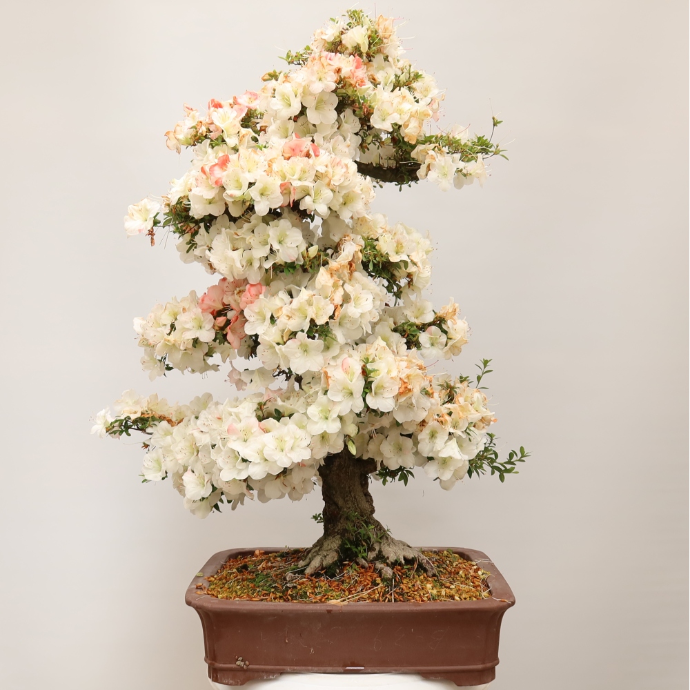 Bonsai für draußen - Japanische Azalee - Azalee Tochizumi